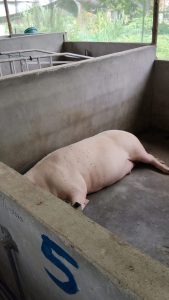 IMG-20250908-WA0058